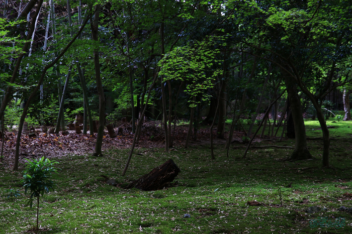 T8464,48 mm,F5,1-320 秒,iso800(JPEG).jpg