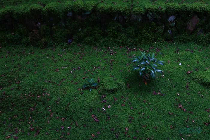 T8513co,18 mm,F8,iso800(JPEG).jpg