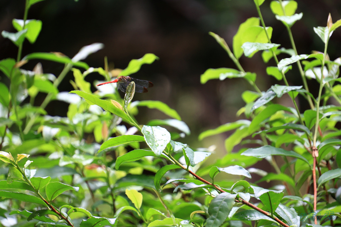 T8529,205 mm,F6.3,1-125 秒,iso800(JPEG).jpg