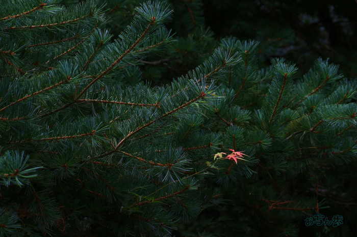 T8636co,112 mm,F8,iso800(JPEG).jpg