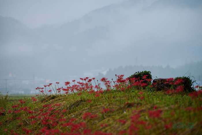 DSC_1572co,180 mm,F4,iso320(RAW S).jpg