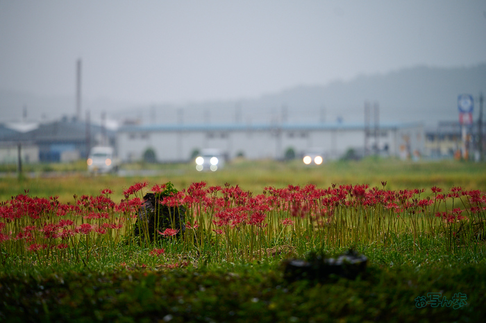 DSC_1659co,180 mm,F3.2,iso140(RAW S).jpg
