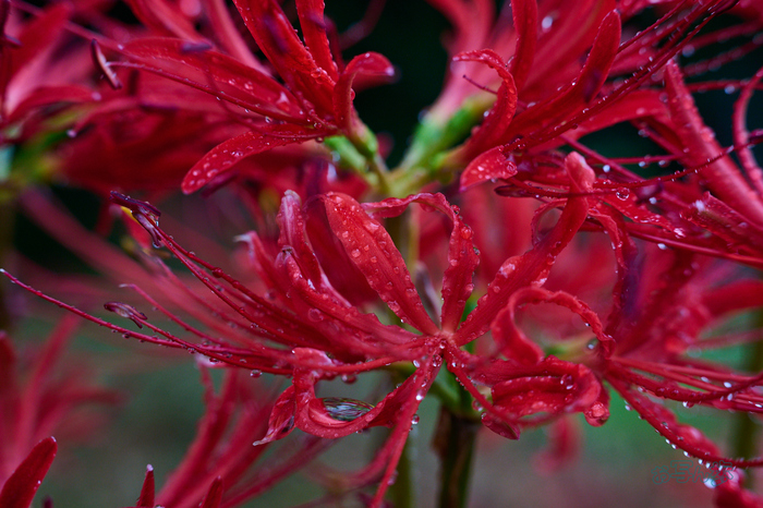 DSC_1722co,70 mm,F7.1,iso1000(RAW S).jpg