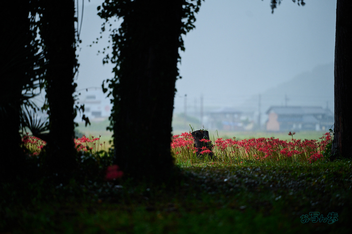 DSC_1725co,180 mm,F2.8,iso320(RAW S).jpg