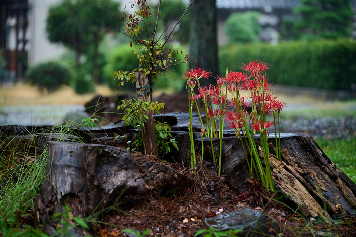 DSC_1800co,127 mm,F3.5,iso900(RAW S).jpg