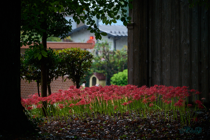 DSC_1817co,159 mm,F3.5,iso500(RAW S).jpg