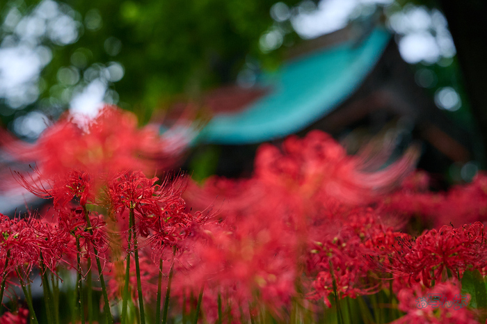 DSC_1879co,154 mm,F5,iso720(RAW S).jpg