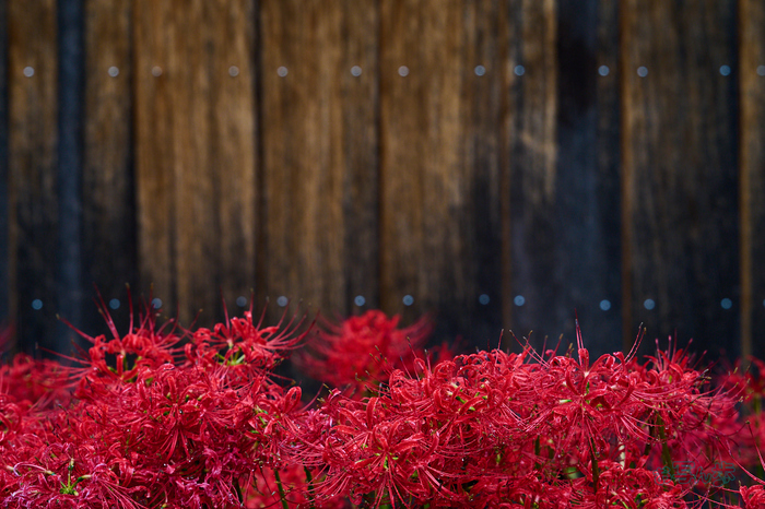 DSC_1911co,109 mm,F5.6,iso450(RAW S).jpg