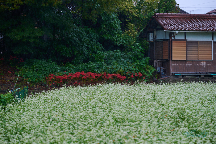 DSC_1997co,150 mm,F5,iso160(RAW S).jpg
