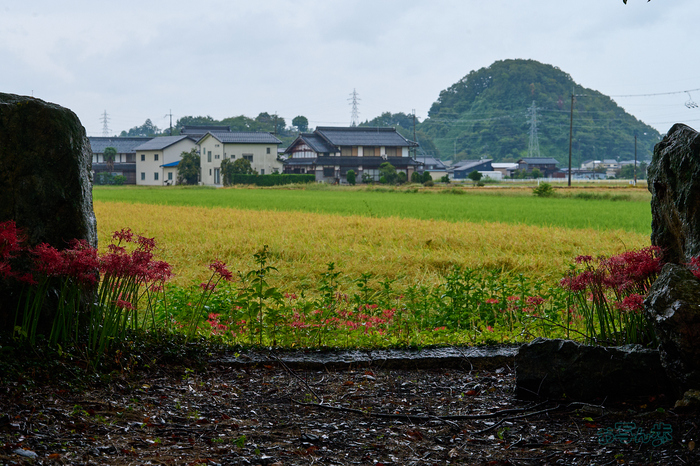 DSC_2183co,70 mm,F11,iso900(RAW S).jpg