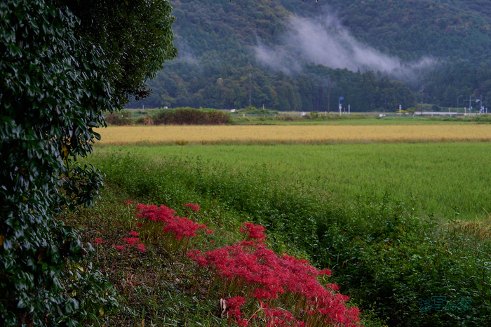 DSC_2195co,70 mm,F6.3,iso360(RAW S).jpg