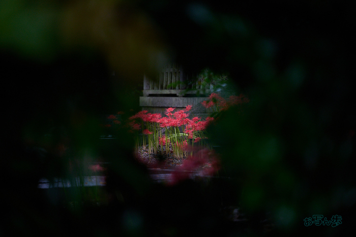 DSC_2211co,180 mm,F2.8,iso560(RAW S).jpg