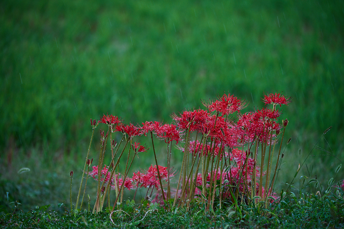 DSC_2280co,180 mm,F3.5,iso220(RAW S).jpg
