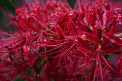 DSC_2291co,70 mm,F7.1,iso400(RAW S).jpg