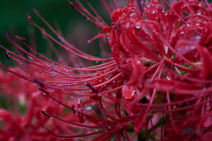 DSC_2303co,70 mm,F8,iso500(RAW S).jpg