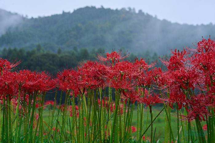 DSC_2356co,70 mm,F9,iso640(RAW S).jpg