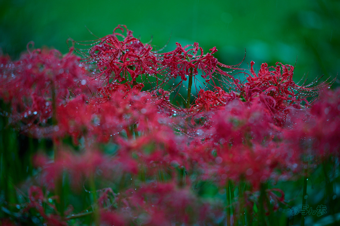 DSC_2441co,180 mm,F3.2,iso160(RAW S).jpg
