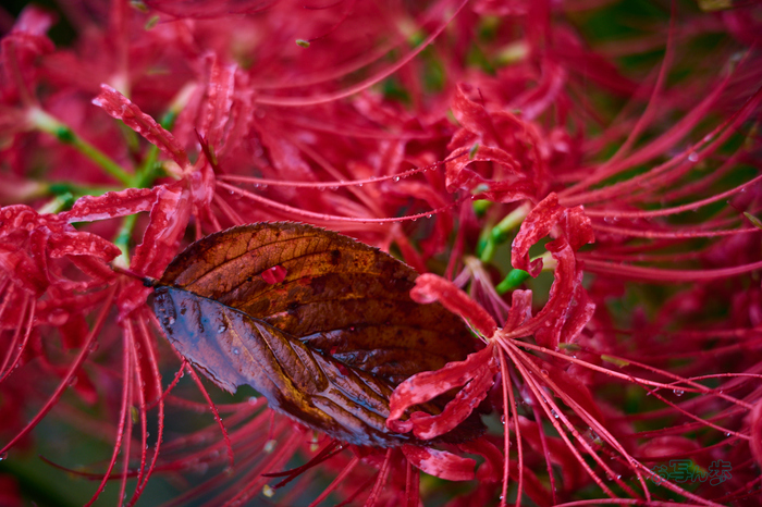 DSC_2453co,161 mm,F3.2,iso200(RAW S).jpg