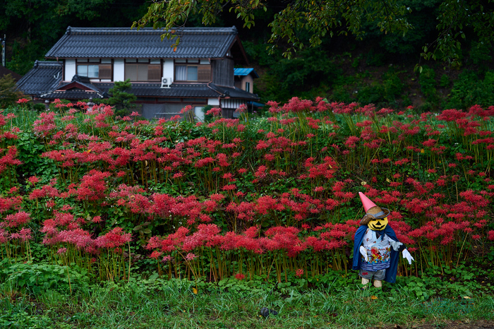 DSC_2530co,80 mm,F5,iso180(RAW S).jpg