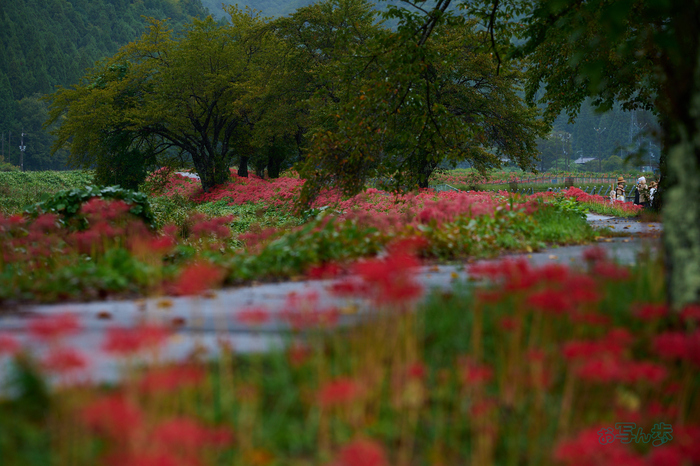 DSC_2554co,180 mm,F5,iso220(RAW S).jpg