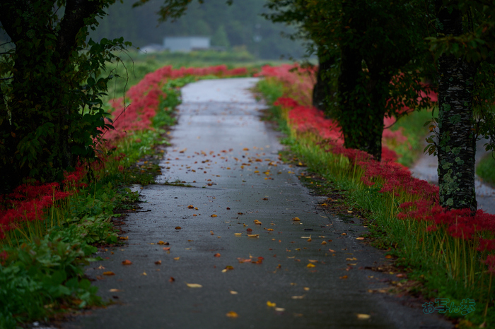 DSC_2596co,180 mm,F2.8,iso100(RAW S).jpg