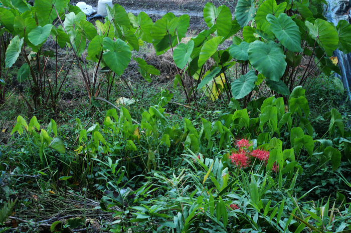 P1000066,32 mm,F5.6,1-80 秒,iso400(JPEG).jpg