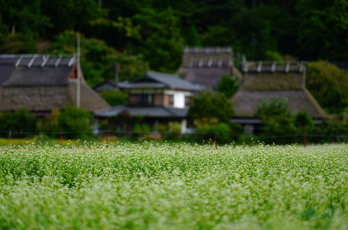 SDIM2344co,135 mm,F1.4,iso100(JPEG).jpg