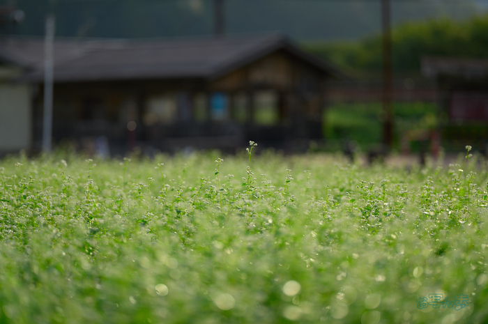 SDIM2368co,135 mm,F1.4,iso100(DNG).jpg