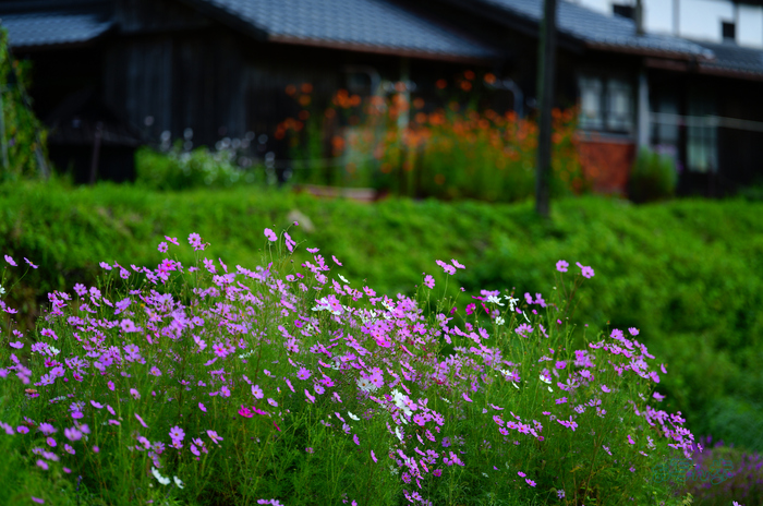 SDIM2536co,135 mm,F1.4,iso100(JPEG).jpg