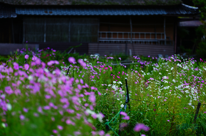 SDIM2546co,135 mm,F1.4,iso100(JPEG).jpg