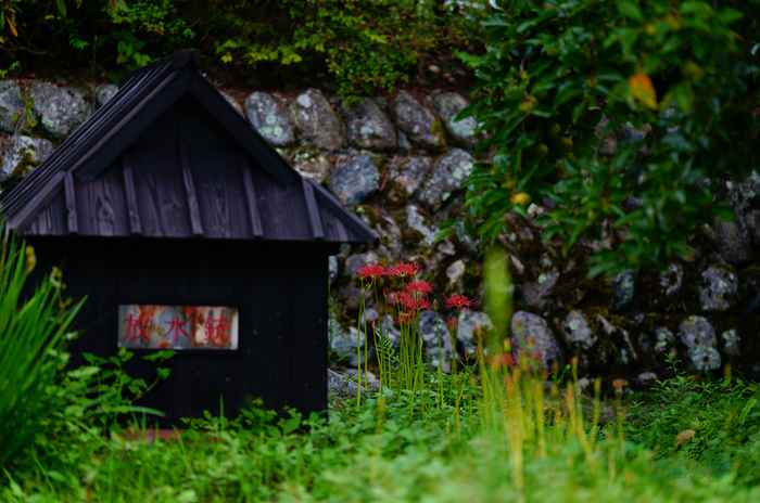 SDIM2558co,135 mm,F1.4,iso100(JPEG).jpg