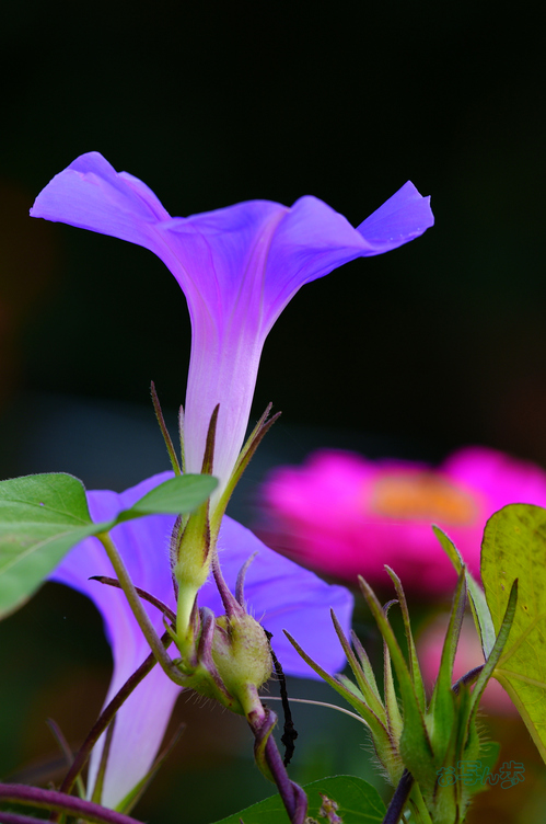 SDIM2589co,135 mm,F4.5,iso100(JPEG).jpg
