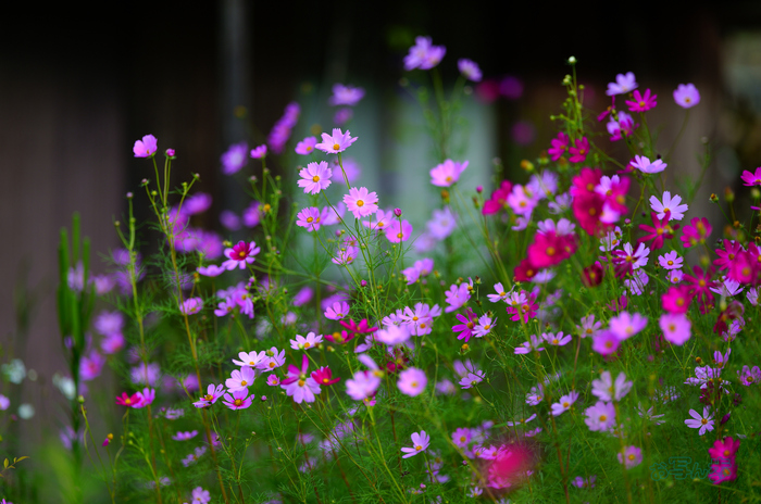 SDIM2643co,135 mm,F1.4,iso100(JPEG).jpg