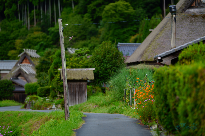 SDIM2651co,135 mm,F1.4,iso100(JPEG).jpg