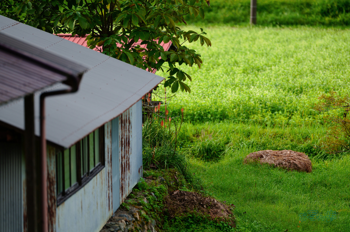 SDIM2707co,135 mm,F1.4,iso100(JPEG).jpg