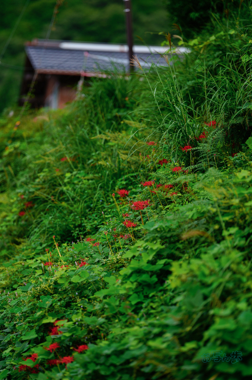 SDIM2732co,135 mm,F1.4,iso100(JPEG).jpg