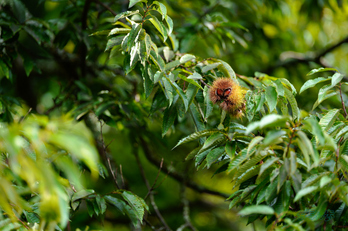 SDIM2795co,135 mm,F1.4,iso100(JPEG).jpg