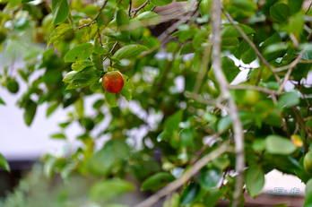 SDIM2815co,135 mm,F1.4,iso100(JPEG).jpg