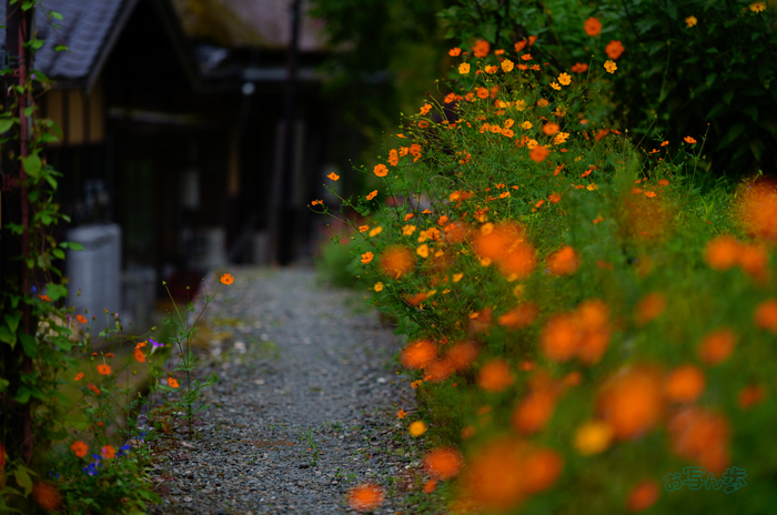 SDIM2874co,135 mm,F1.4,iso100(JPEG).jpg
