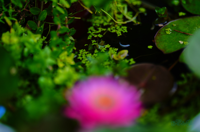SDIM2886co,135 mm,F1.4,iso100(JPEG).jpg