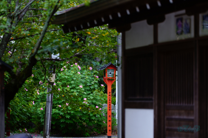 SDIM3079co,135 mm,F1.4,iso100(JPEG).jpg