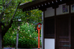 SDIM3079co,135 mm,F1.4,iso100(JPEG).jpg