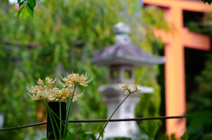 SDIM3105co,135 mm,F3.5,iso100(JPEG).jpg