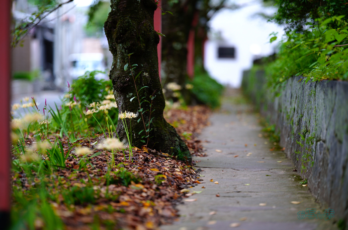 SDIM3117co,135 mm,F1.4,iso100(JPEG).jpg