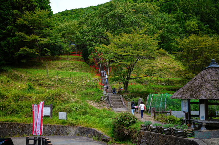 SDIM3154co,35 mm,F1.2,iso100(JPEG).jpg