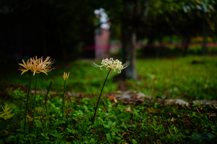 SDIM3324,35 mm,F1.2,1-6000 秒,iso100(JPEG).jpg