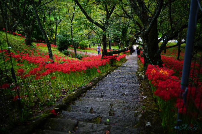 SDIM3359,35 mm,F1.2,1-3200 秒,iso100(JPEG).jpg