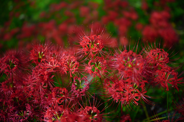 SDIM3371,35 mm,F1.2,1-2000 秒,iso100(JPEG).jpg