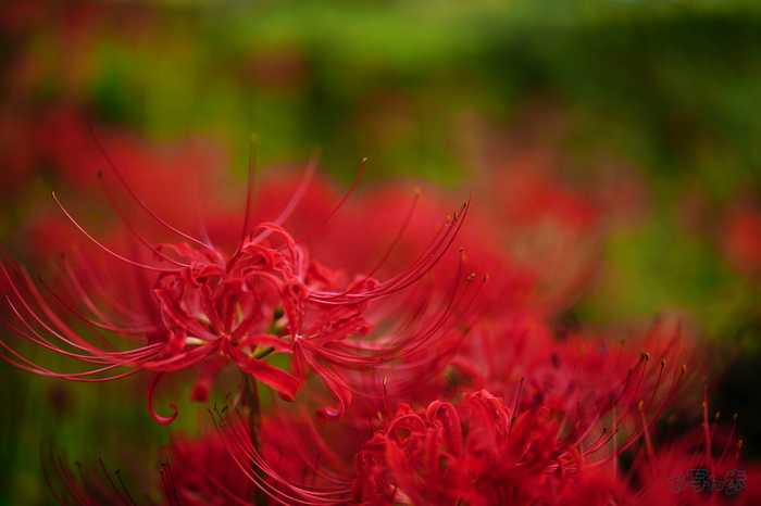 SDIM3392,35 mm,F1.2,1-2500 秒,iso100(JPEG).jpg