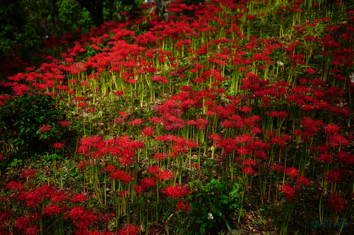 SDIM3447,35 mm,F1.2,1-8000 秒,iso100(JPEG).jpg